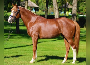 Kisber, Stallone, 7 Anni, 167 cm, Sauro scuro
