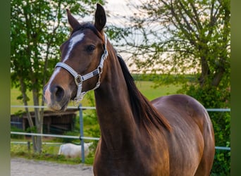 Kisber, Sto, 3 år, 170 cm, Brun