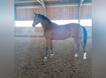 Kisber, Valack, 7 år, 168 cm, Brun