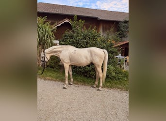 Kisberer, Wallach, 8 Jahre, 165 cm, Palomino