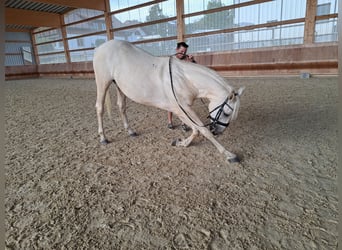 Kisberer, Wallach, 8 Jahre, 165 cm, Palomino