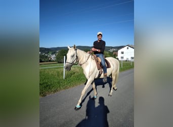 Kisberer, Wallach, 8 Jahre, 165 cm, Palomino