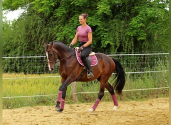 Kisber, Wałach, 4 lat, 165 cm, Ciemnogniada