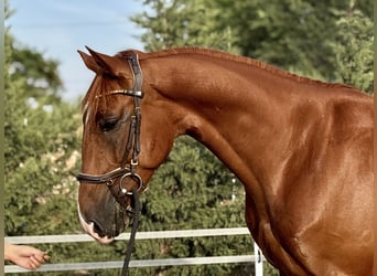 Kisber, Wałach, 5 lat, 162 cm, Ciemnokasztanowata