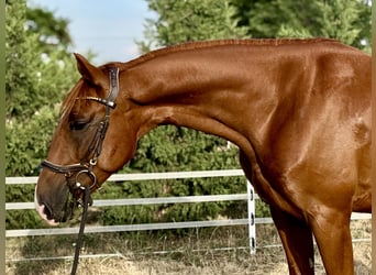 Kisber, Wałach, 5 lat, 162 cm, Ciemnokasztanowata