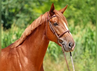 Kisber, Wałach, 5 lat, 167 cm, Ciemnokasztanowata