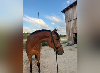 Kisber, Wałach, 5 lat, 167 cm, Gniada