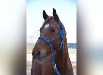 Kisber, Wałach, 6 lat, 163 cm, Kasztanowata