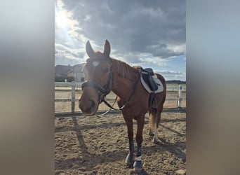 Kisber, Wałach, 6 lat, 163 cm, Kasztanowata