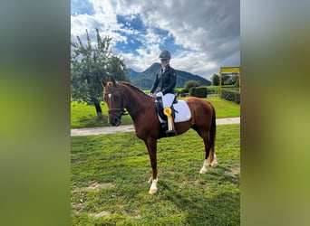 Kisber, Wałach, 6 lat, 163 cm, Kasztanowata