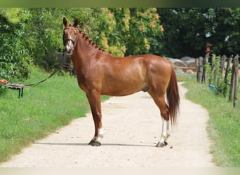 Kisber, Wałach, 5 lat, 165 cm, Ciemnokasztanowata