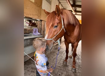 Kisberer, Étalon, 12 Ans, 170 cm, Alezan