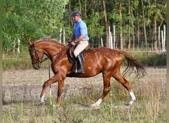 Kisberer, Étalon, 3 Ans, 164 cm, Alezan brûlé
