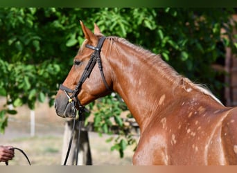 Kisberer, Étalon, 3 Ans, 164 cm, Alezan brûlé