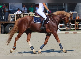 Kisberer, Étalon, 7 Ans, 167 cm, Alezan brûlé