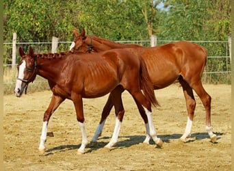 Kisberer, Hengst, 1 Jaar, 138 cm, Donkere-vos
