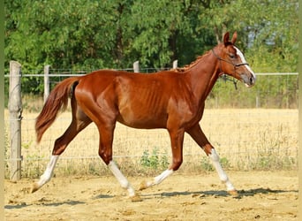 Kisberer, Hengst, 1 Jahr, 138 cm, Dunkelfuchs