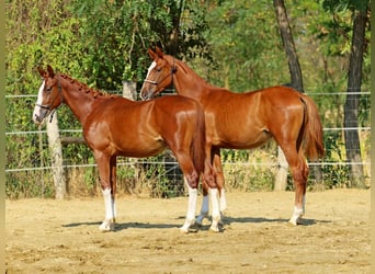 Kisberer, Hengst, 1 Jahr, 138 cm, Dunkelfuchs