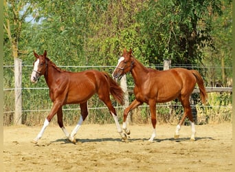 Kisberer, Hengst, 1 Jahr, 138 cm, Dunkelfuchs
