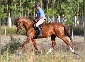 Kisberer, Hengst, 3 Jahre, 164 cm, Dunkelfuchs
