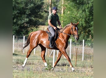 Kisberer, Hengst, 3 Jahre, 164 cm, Dunkelfuchs