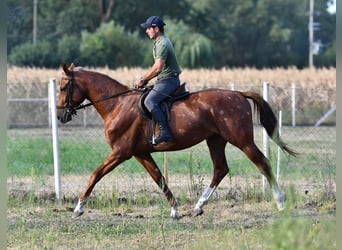 Kisberer, Hengst, 3 Jahre, 164 cm, Dunkelfuchs