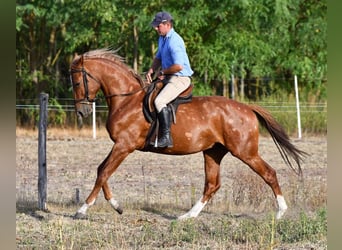 Kisberer, Hengst, 3 Jahre, 164 cm, Dunkelfuchs