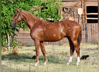 Kisberer, Hengst, 3 Jahre, 164 cm, Dunkelfuchs