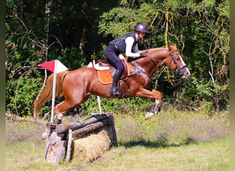 Kisberer, Hengst, 7 Jaar, 167 cm, Donkere-vos