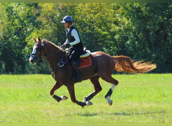 Kisberer, Hengst, 7 Jaar, 167 cm, Donkere-vos