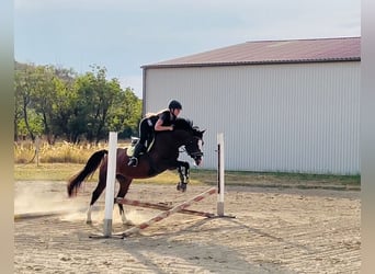Kisberer, Hengst, 7 Jahre, 157 cm, Brauner