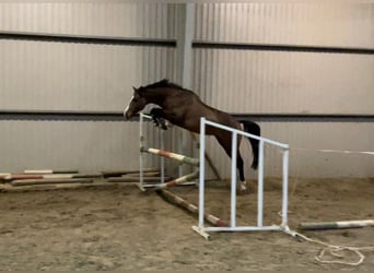 Kisberer, Hengst, 7 Jahre, 157 cm, Brauner