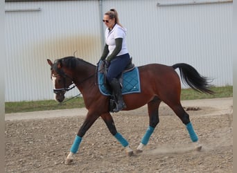 Kisberer, Hengst, 7 Jahre, 157 cm, Brauner