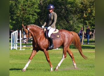 Kisberer, Hengst, 7 Jahre, 167 cm, Dunkelfuchs