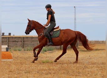 Kisberer, Hongre, 4 Ans, 163 cm