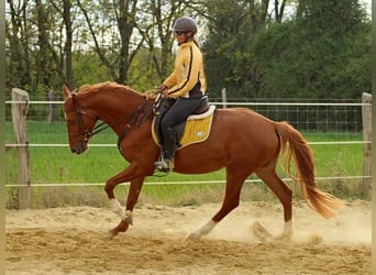 Kisberer, Hongre, 4 Ans, 167 cm, Alezan brûlé