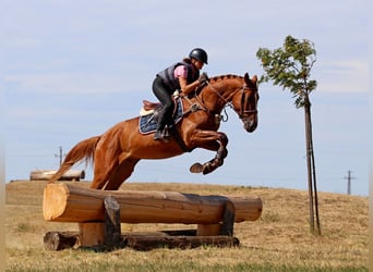 Kisberer, Hongre, 4 Ans, 170 cm, Alezan brûlé