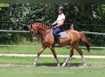 Kisberer, Hongre, 5 Ans, 165 cm, Alezan brûlé