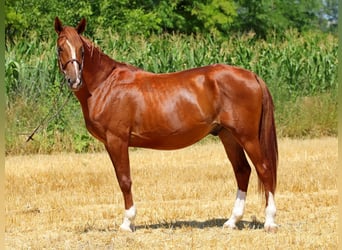 Kisberer, Hongre, 5 Ans, 167 cm, Alezan brûlé