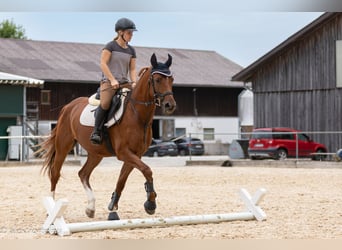 Kisberer, Hongre, 6 Ans, 163 cm, Alezan
