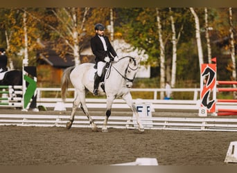 Kisberer, Hongre, 8 Ans, 167 cm, Gris moucheté