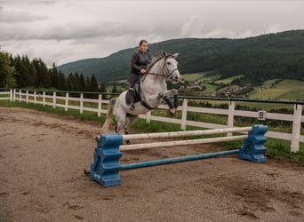 Kisberer, Hongre, 8 Ans, 167 cm, Gris moucheté
