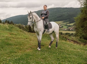 Kisberer, Hongre, 8 Ans, 167 cm, Gris moucheté