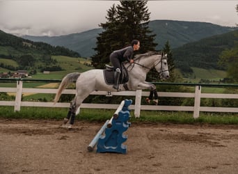 Kisberer, Hongre, 8 Ans, 167 cm, Gris moucheté