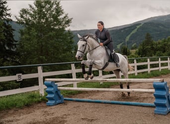 Kisberer, Hongre, 8 Ans, 167 cm, Gris moucheté