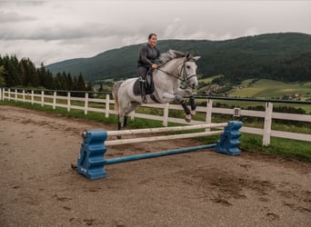 Kisberer, Hongre, 8 Ans, 167 cm, Gris moucheté