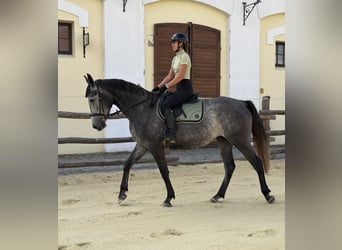 Kisberer, Jument, 3 Ans, 178 cm, Gris