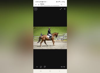 Kisberer, Merrie, 14 Jaar, 165 cm