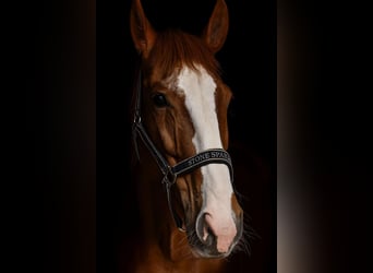 Kisberer, Merrie, 23 Jaar, 165 cm