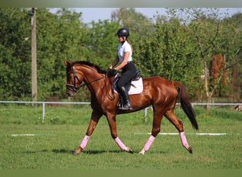 Kisberer, Merrie, 5 Jaar, 170 cm, Donkere-vos